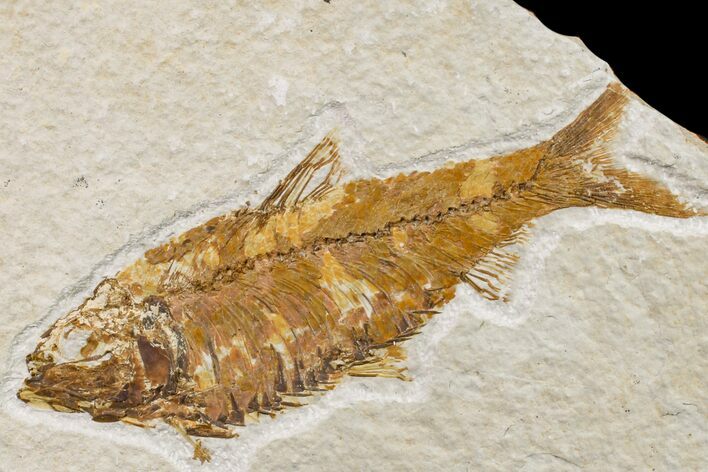 Fossil Fish (Knightia) - Wyoming #159561